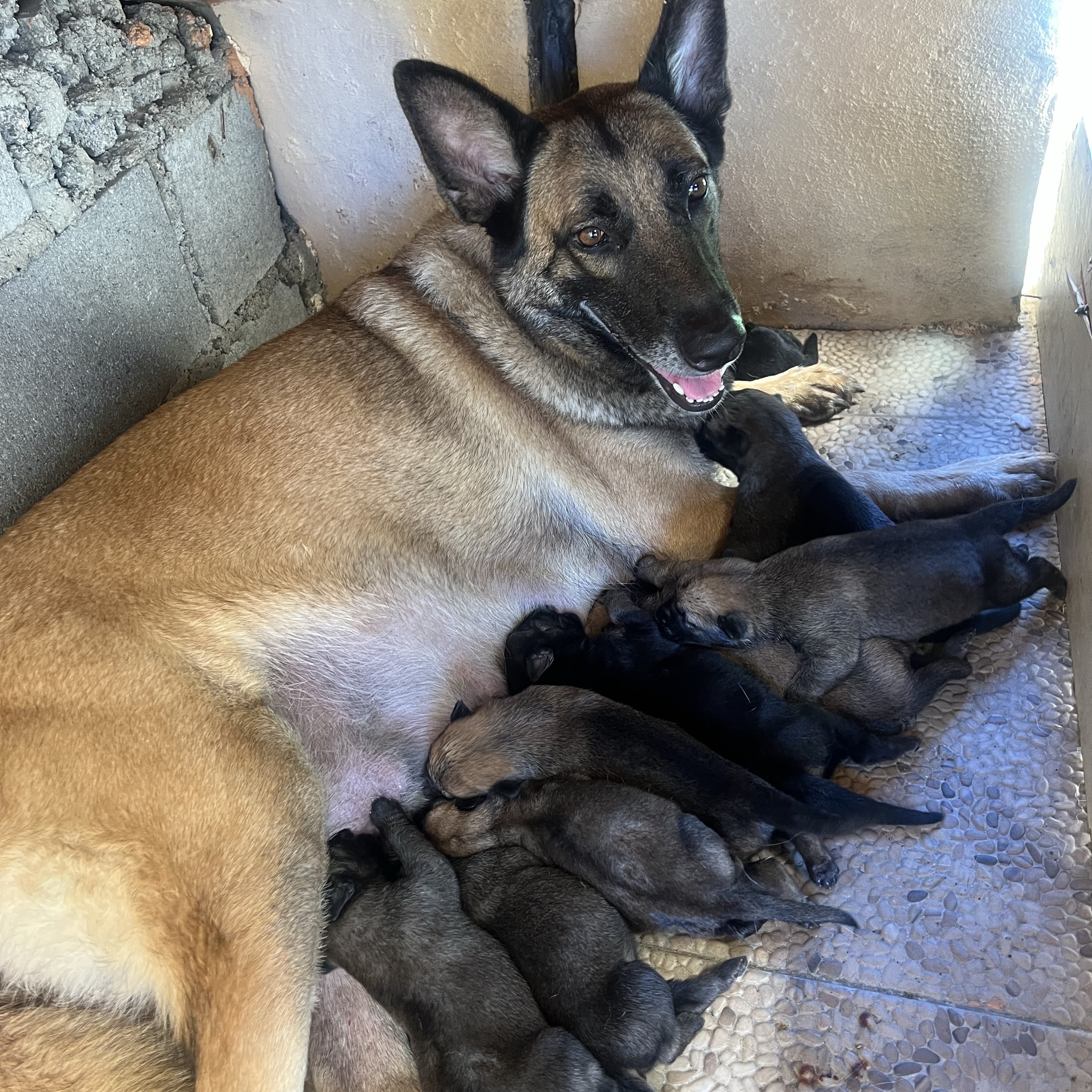 animales y mascotas - Pastor Belga Malinois 
