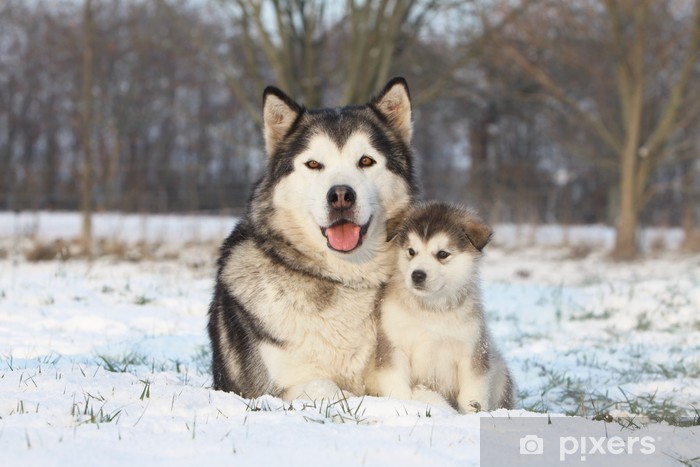 animales y mascotas - Cachorro Alaska Malamute  1