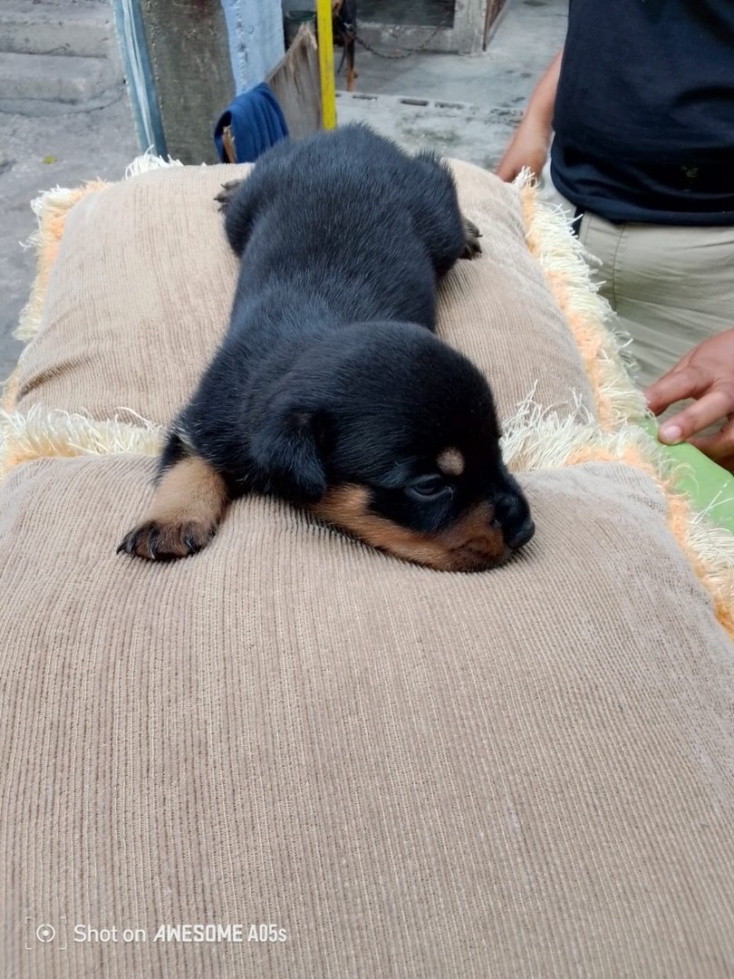 animales y mascotas - Venta de Cachorros Rottweiler  5