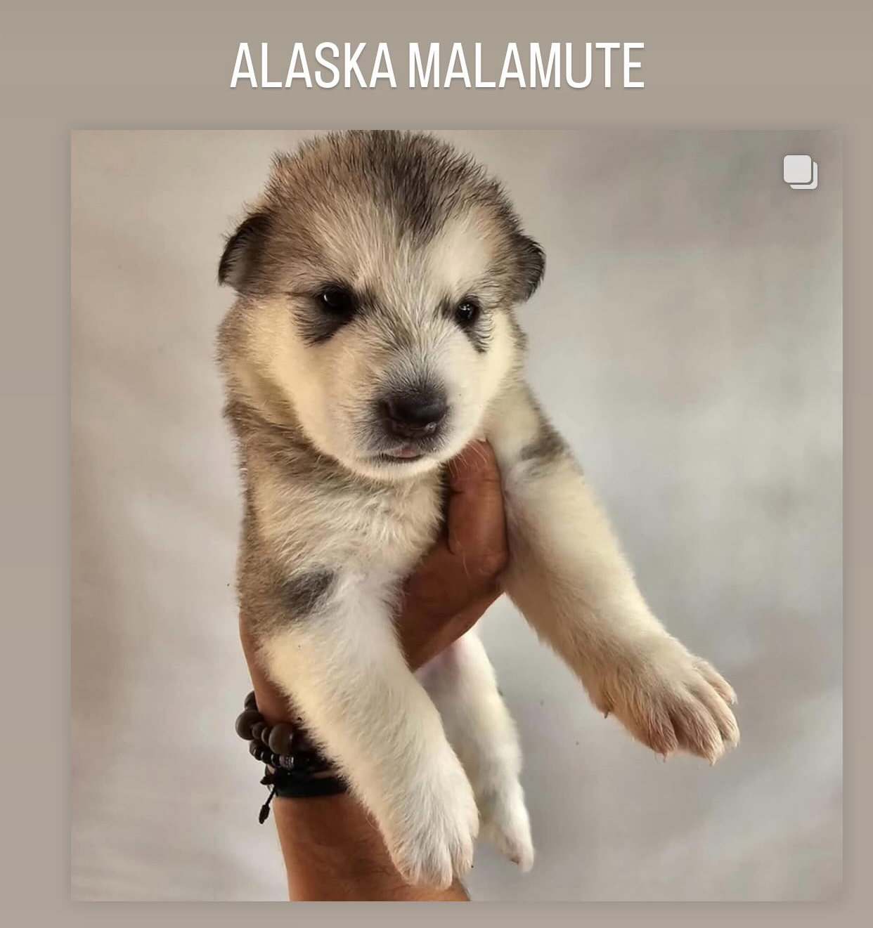 animales y mascotas - Cachorro Alaska Malamute  2