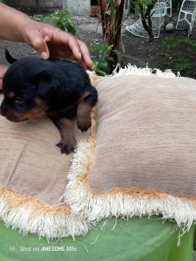 animales y mascotas - Venta de Cachorros Rottweiler  6