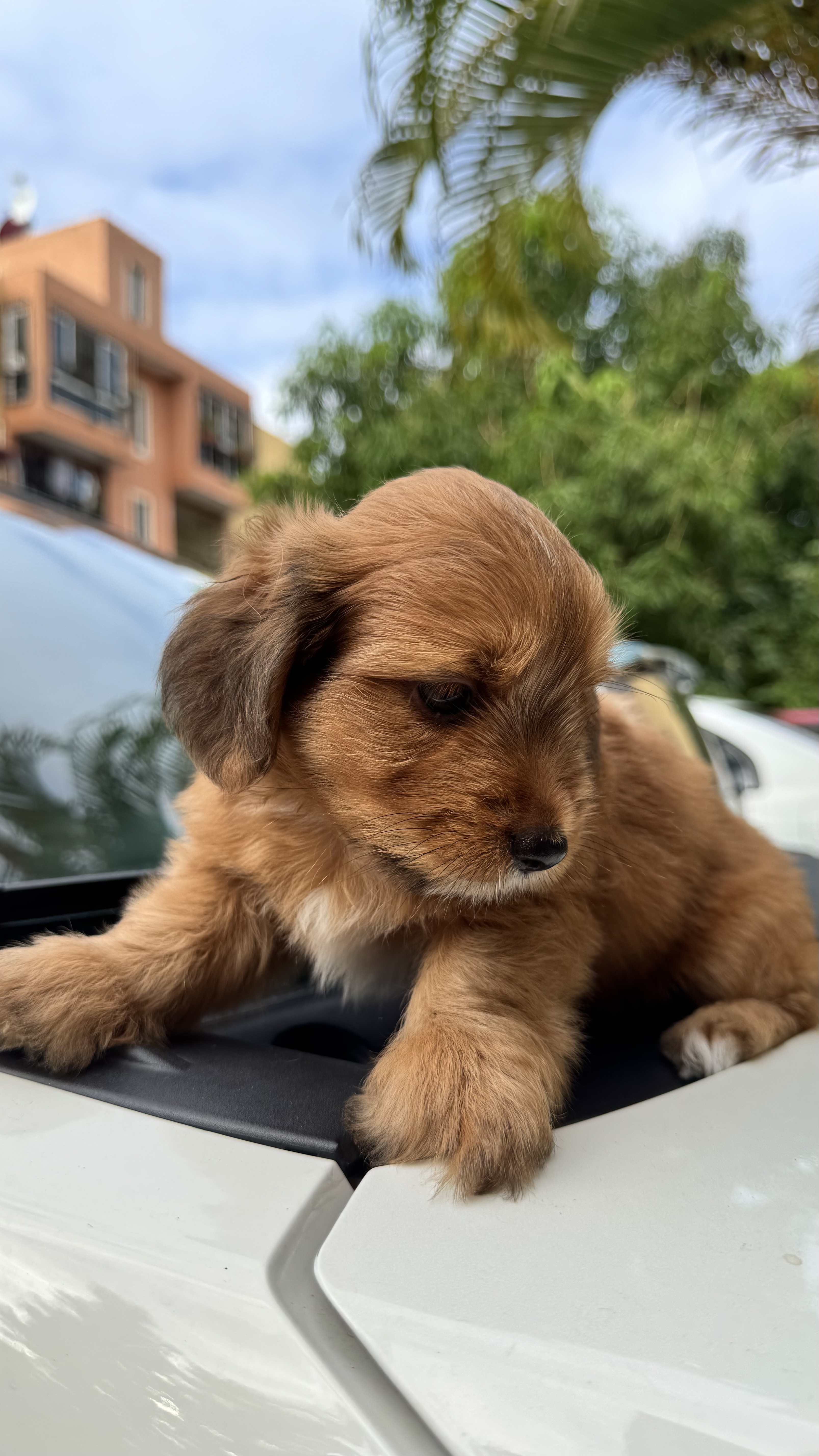 animales y mascotas - Perrito Shipoo hembra y varon 4