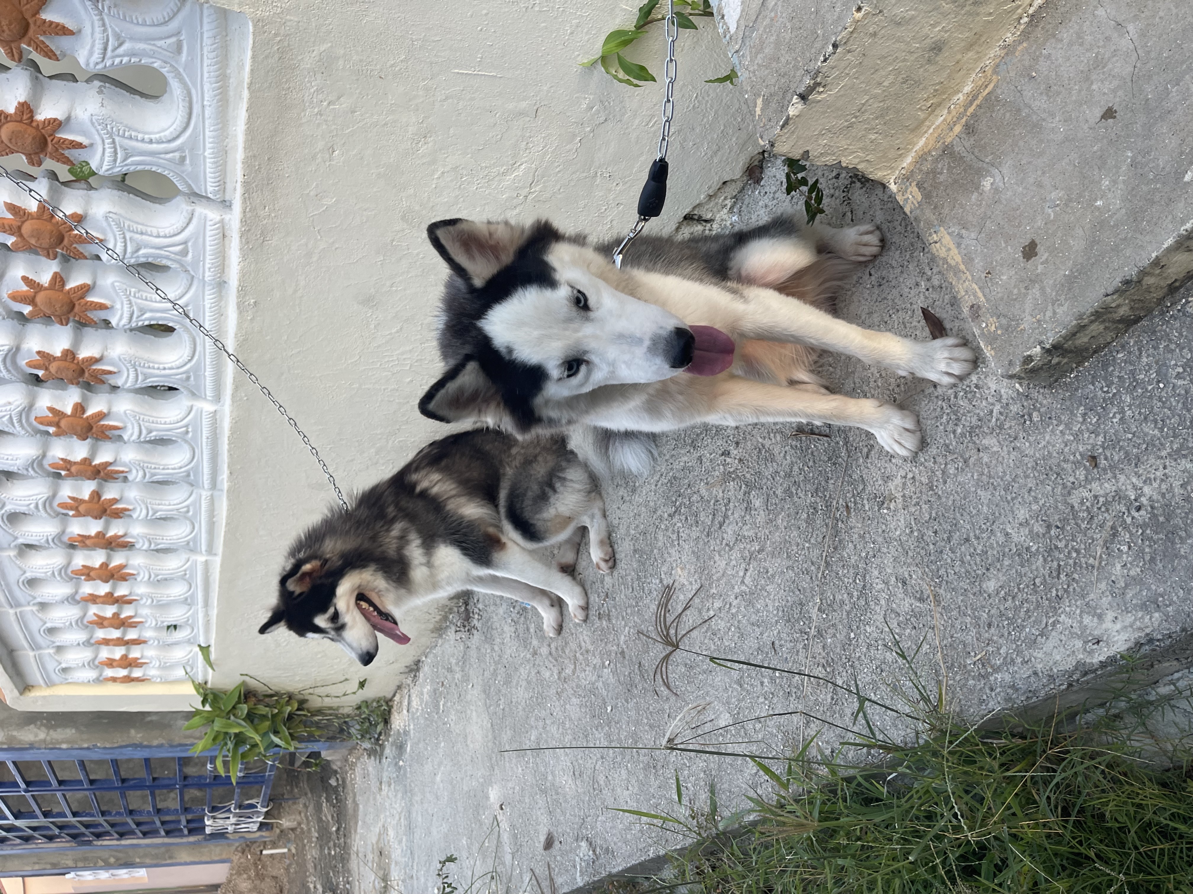 animales y mascotas - vendo pareja de Husky 11 meses no son familia el macho 07/10/23 la hembra 25/10/ 3