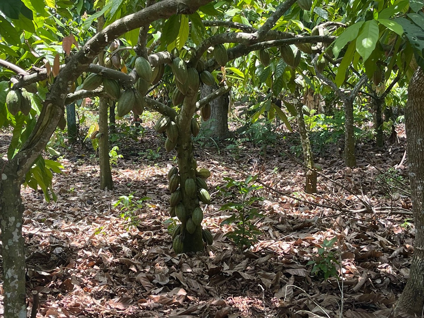 solares y terrenos - Finca 57 TAREAS en Producción de Cacao  + CASA, Guanuma, Santo Domingo Norte 1