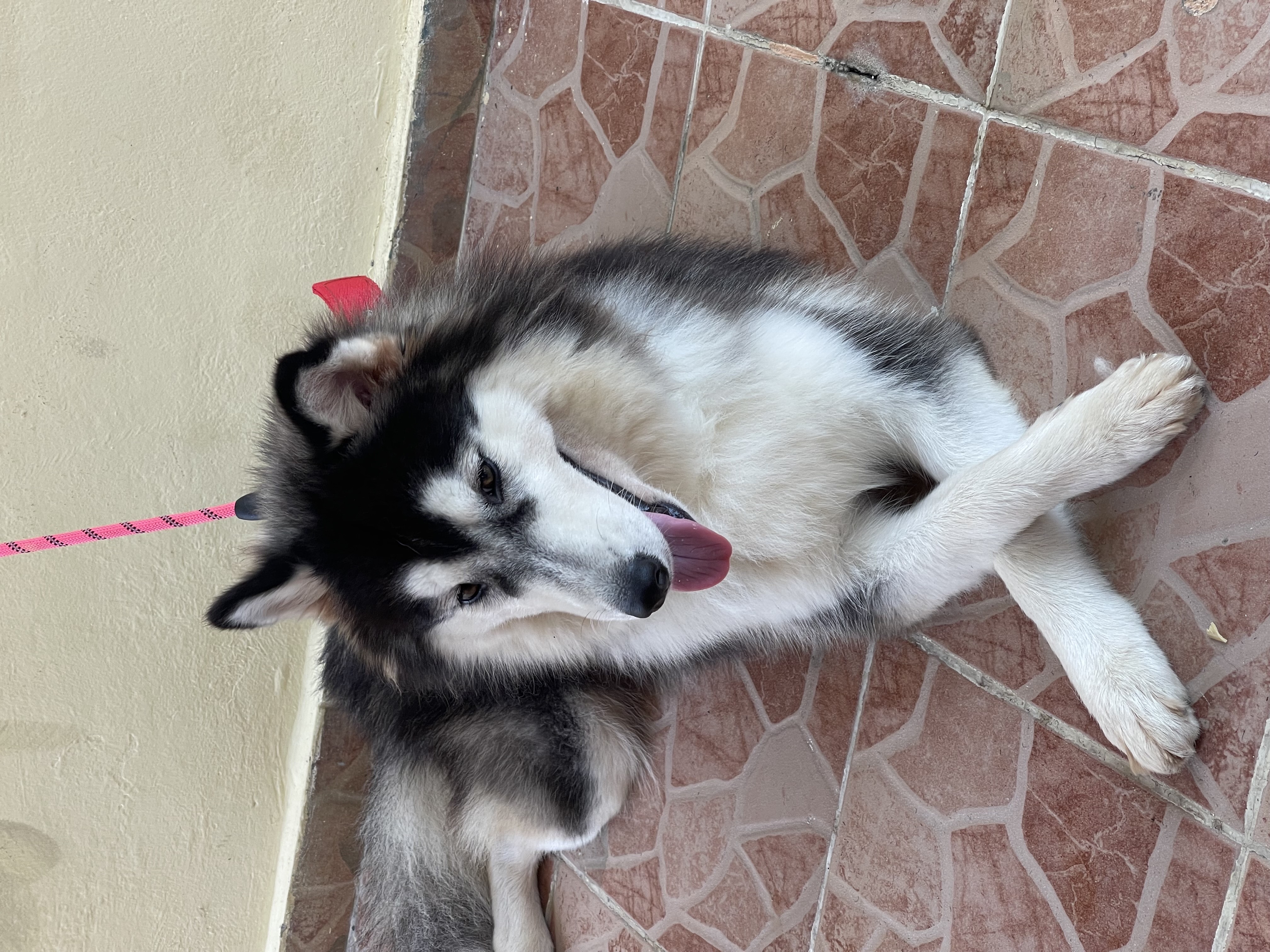 animales y mascotas - vendo pareja de Husky 11 meses no son familia el macho 07/10/23 la hembra 25/10/ 1