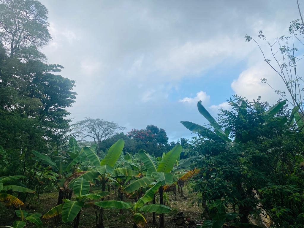 solares y terrenos - Se vende solar en comunidad de camu, puerto plata  3