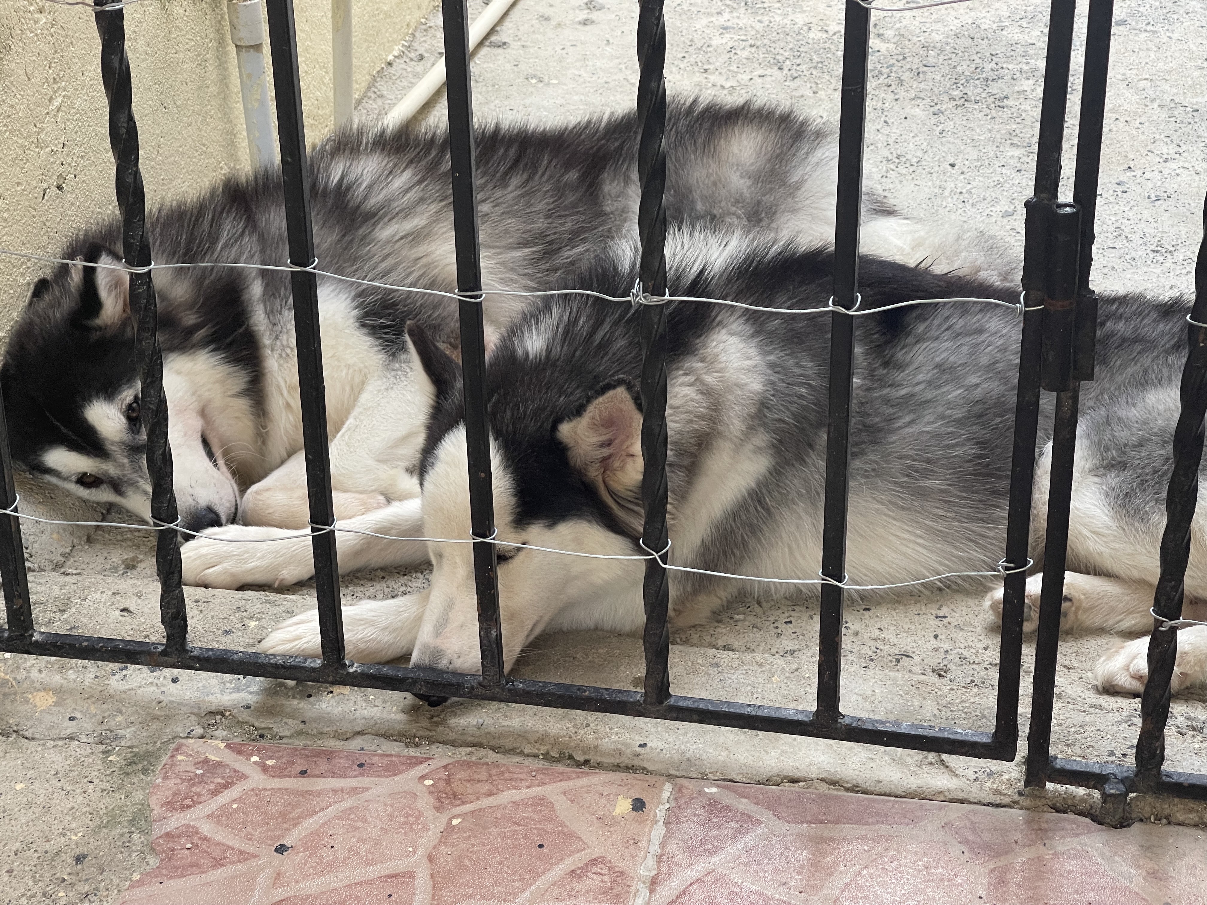 animales y mascotas - vendo pareja de Husky 11 meses no son familia el macho 07/10/23 la hembra 25/10/ 2