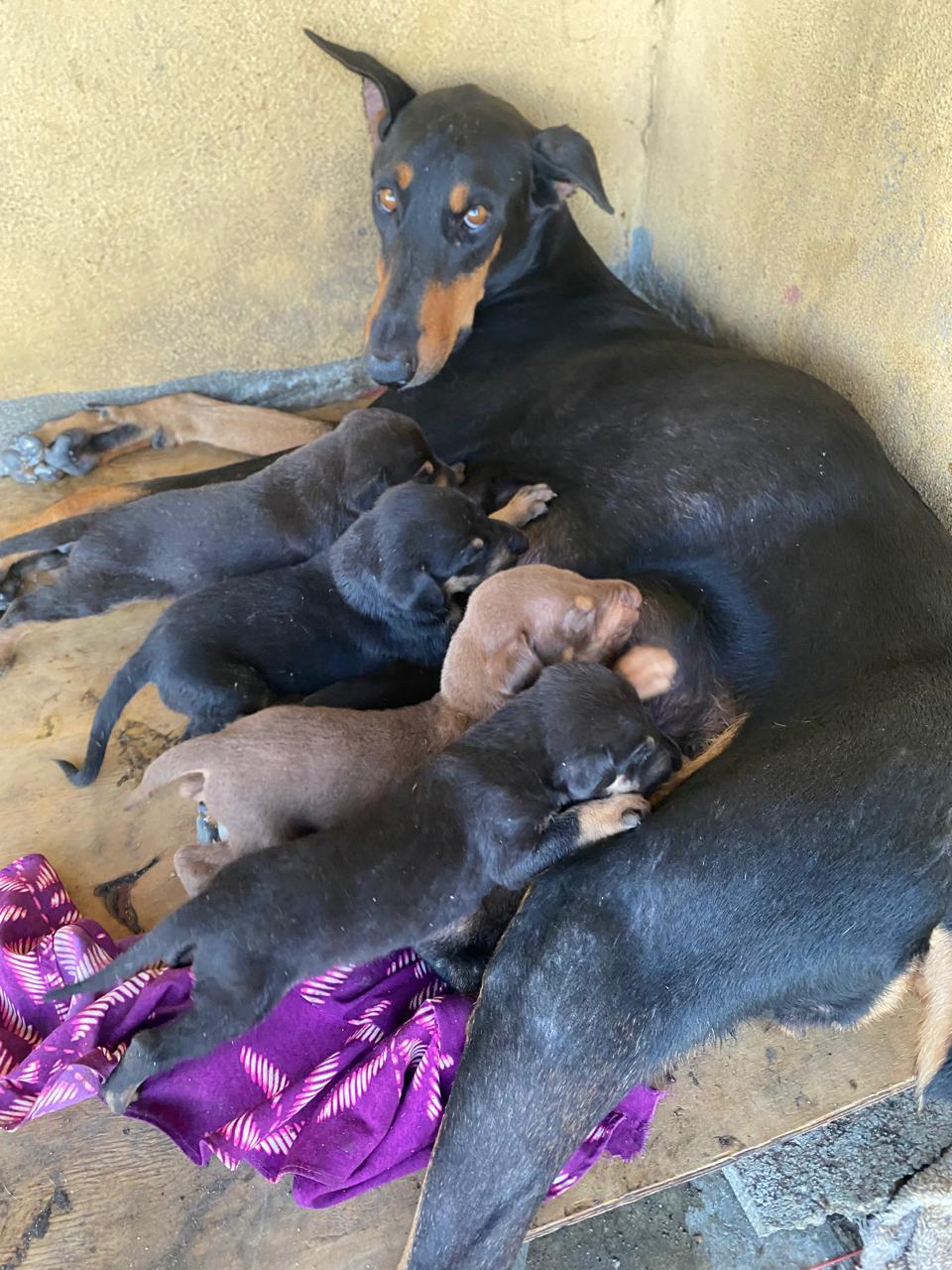 animales y mascotas - Doberman 