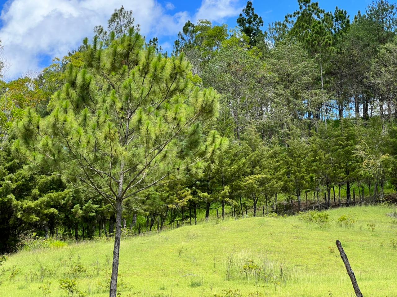 solares y terrenos - Vendo en Constanza varios terrenos 7