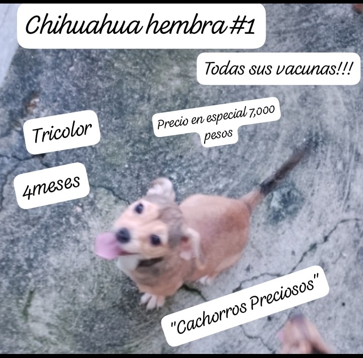 animales y mascotas - Chihuahua Mini/Toy #1 Tricolor  2