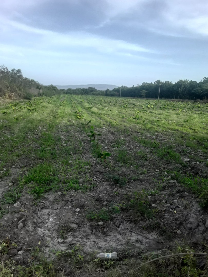 solares y terrenos - Finca de AZUA  9