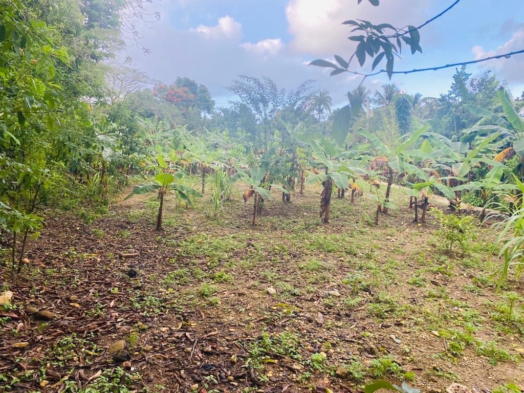 solares y terrenos - Se vende solar en comunidad de camu, puerto plata  4