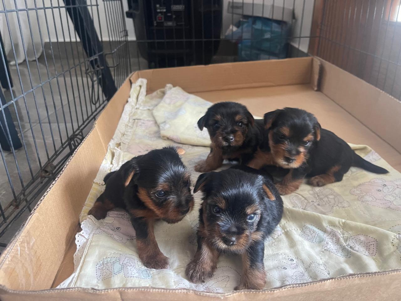 animales y mascotas - cachorros yorkies machos en venta,  