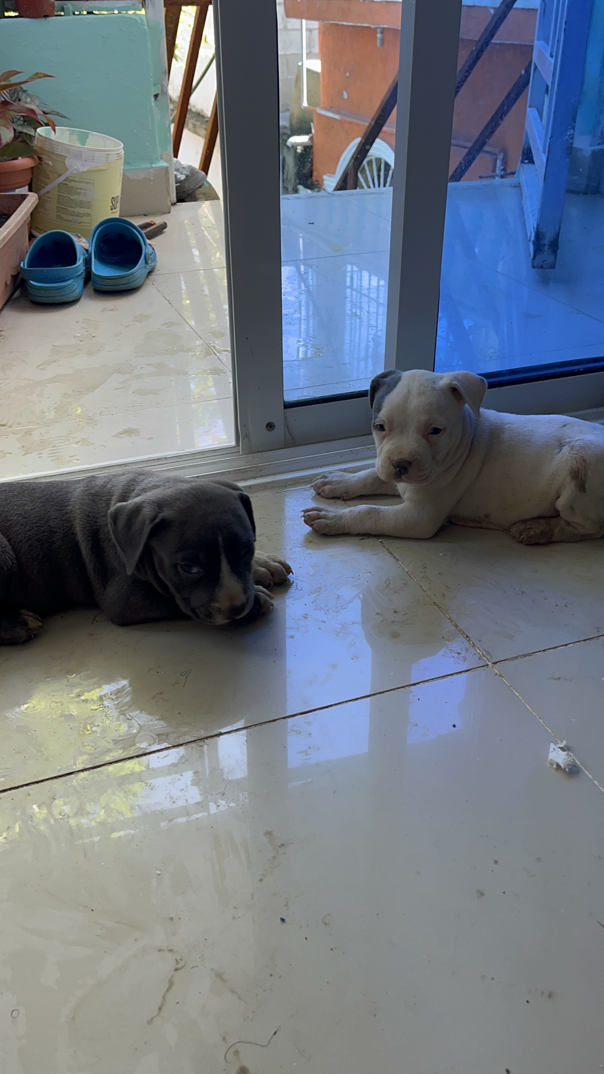 animales y mascotas - Pitbully blue, ambos sexos  2