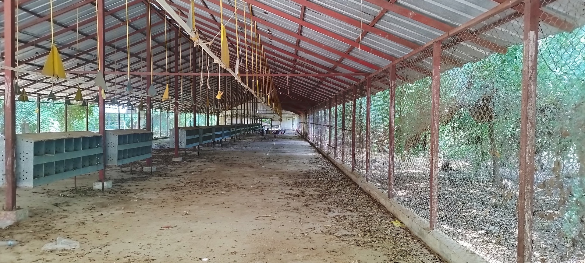 solares y terrenos - Vendo Finca o Granja de Pollos en Valverde, República Dominicana 