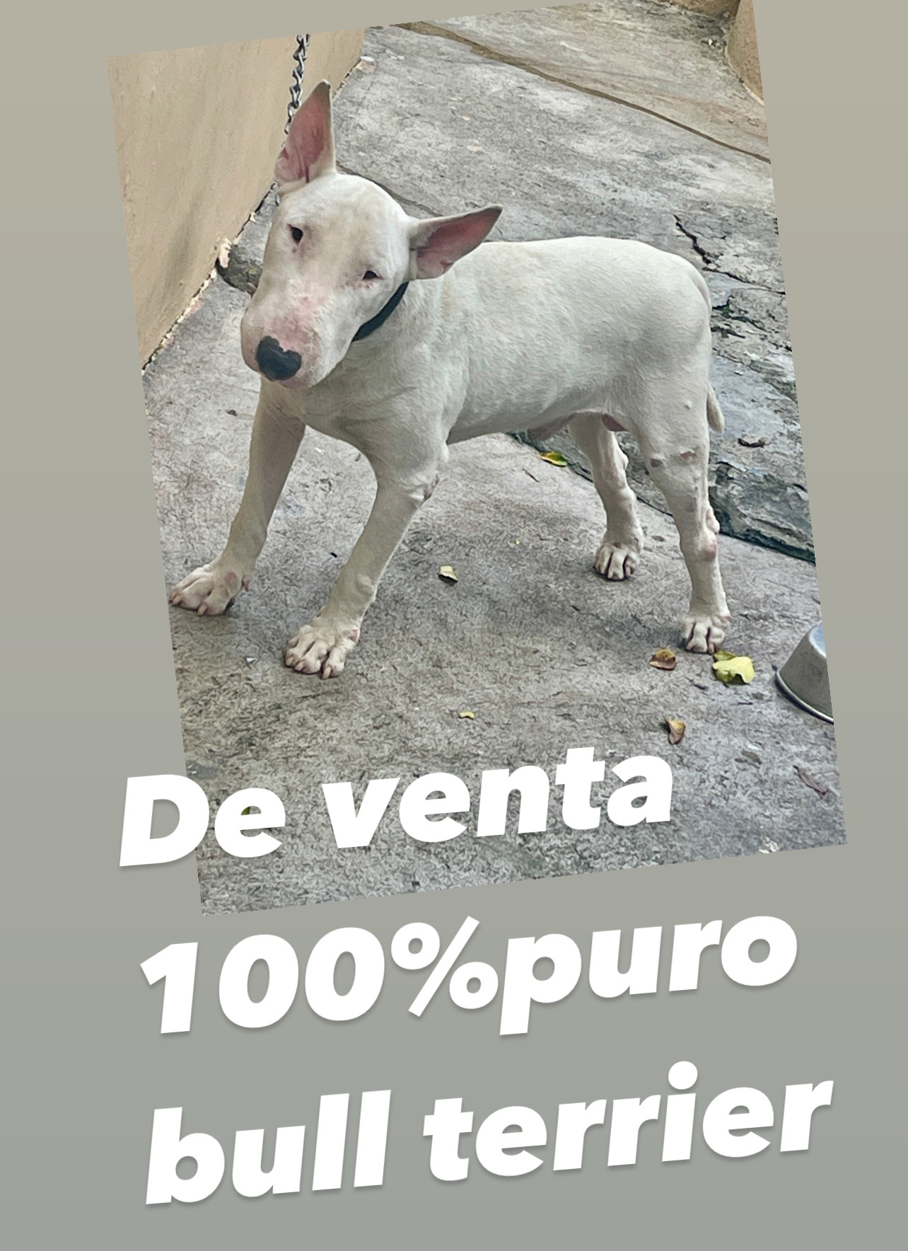 animales y mascotas - se vende por falta de espacio  2