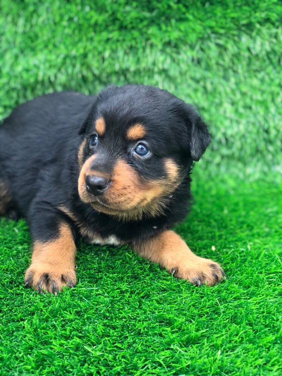 animales y mascotas - Cachorros Rottweiler 