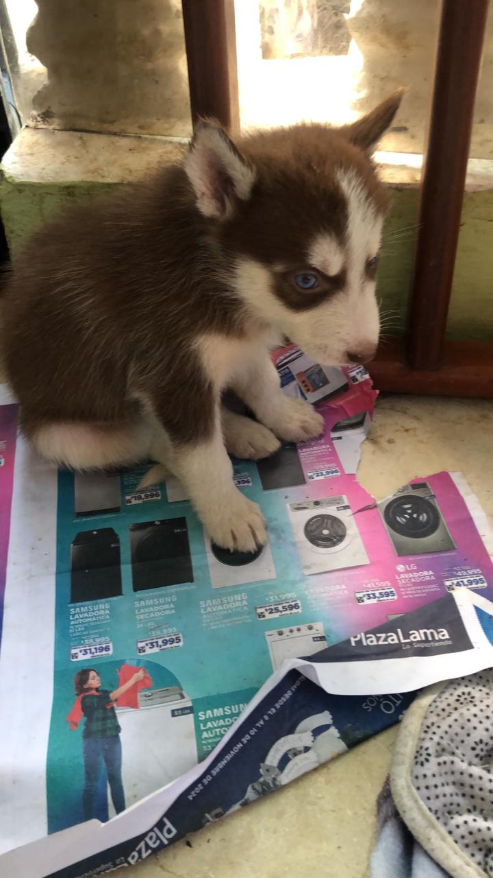 animales y mascotas - Huskys en venta 2