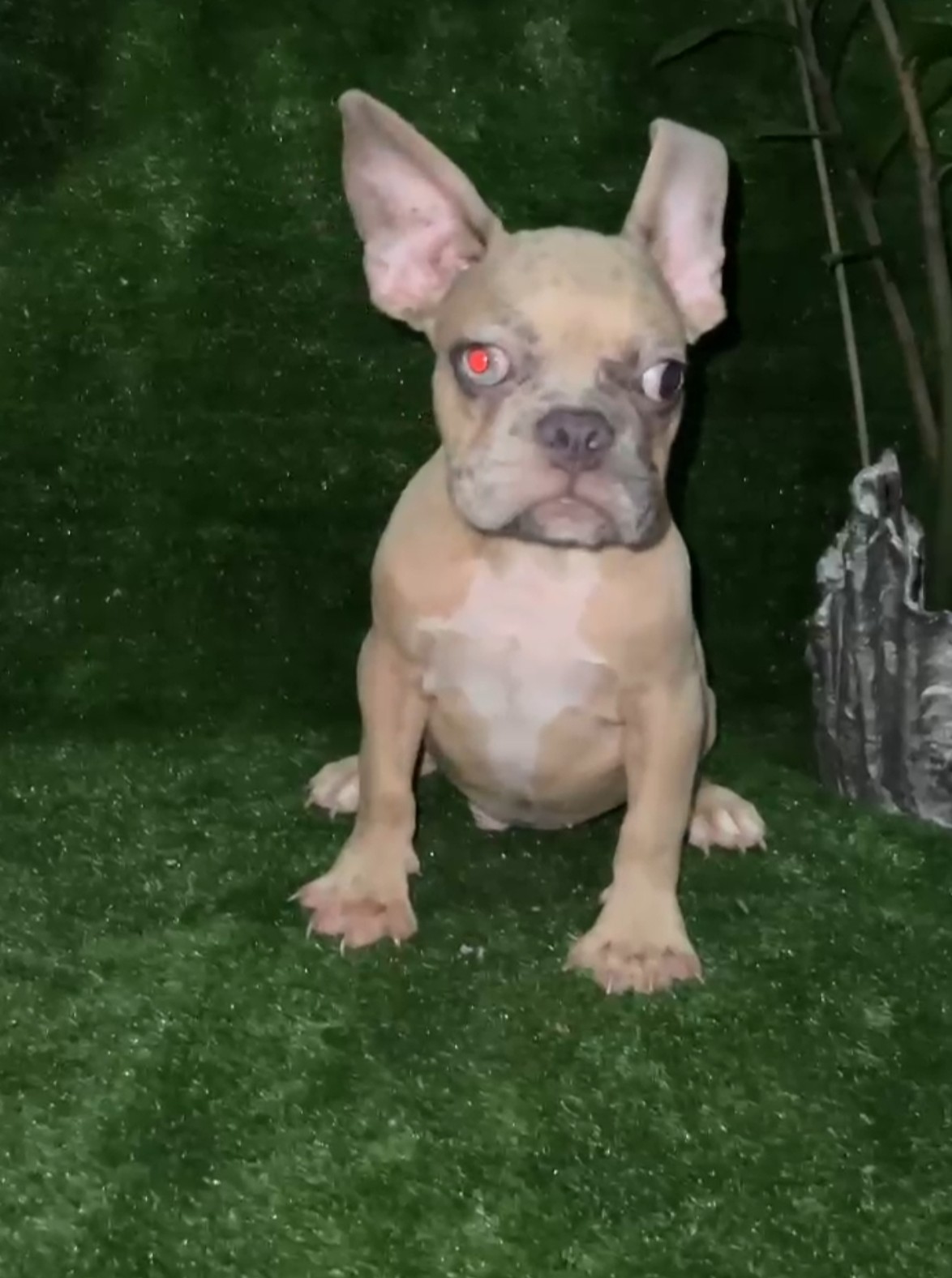 animales y mascotas - Bulldog francés macho 