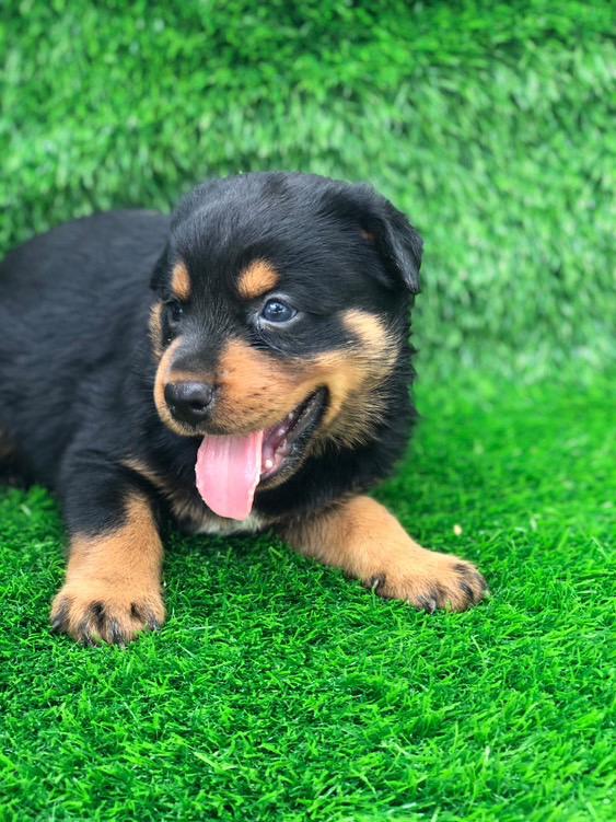 animales y mascotas - Cachorros Rottweiler  1