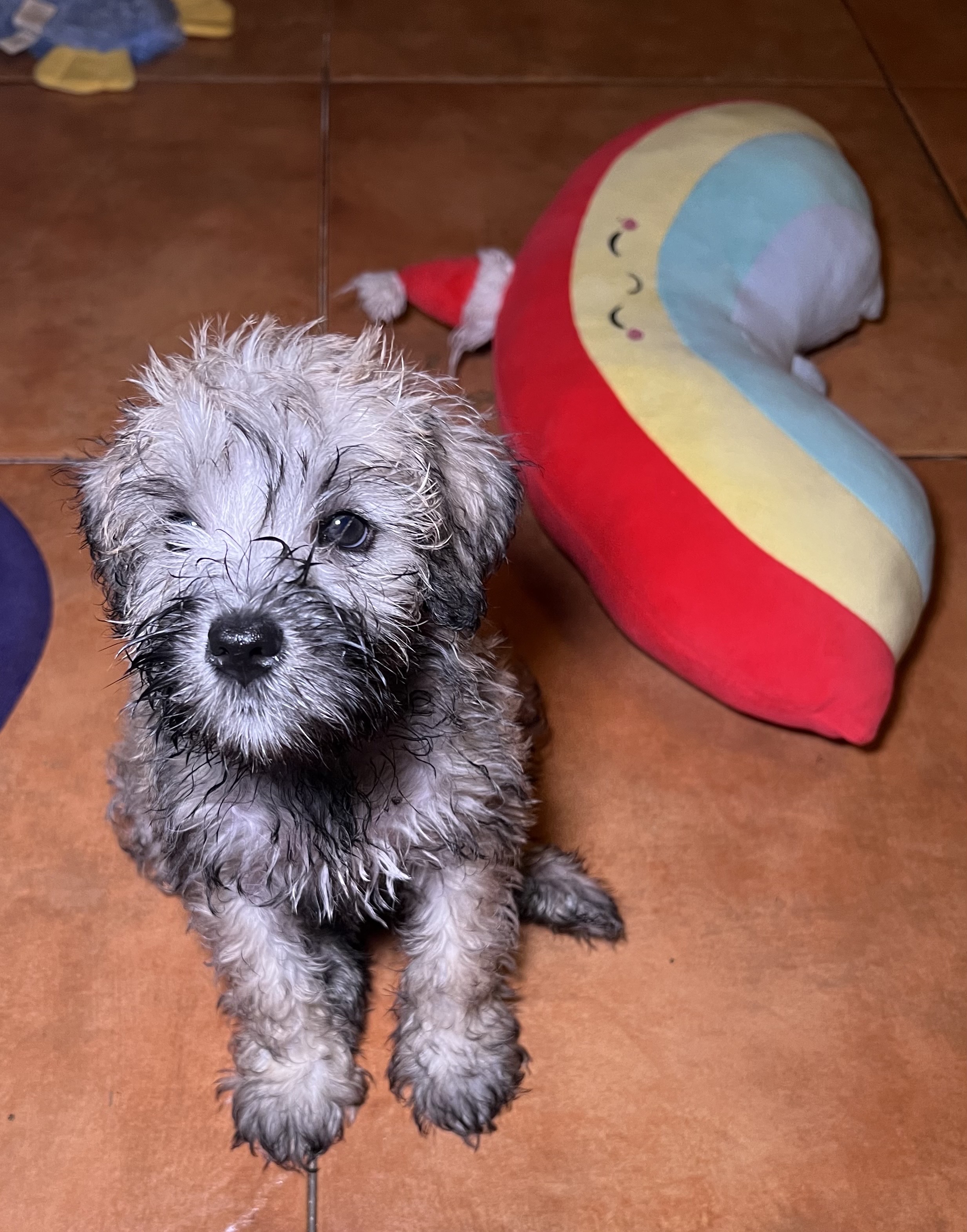 animales y mascotas - Hermosos Cachorros Mini Schnauzer!🐶 2