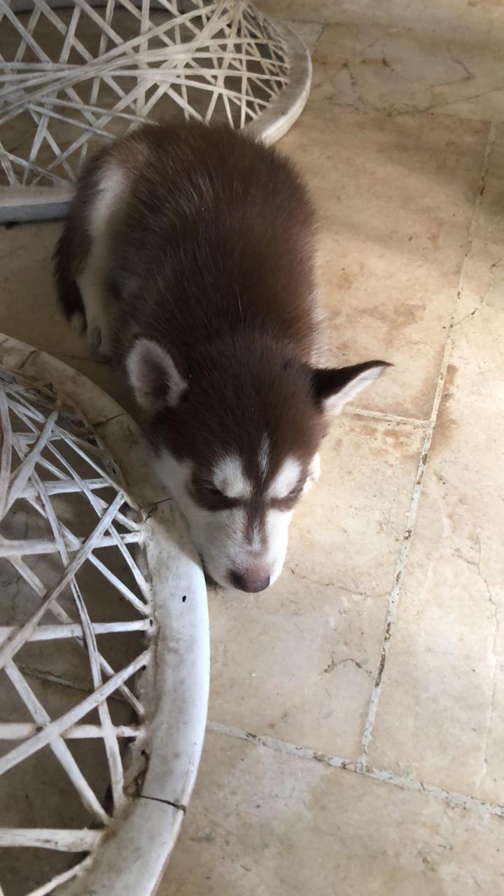 animales y mascotas - Huskys en venta 3