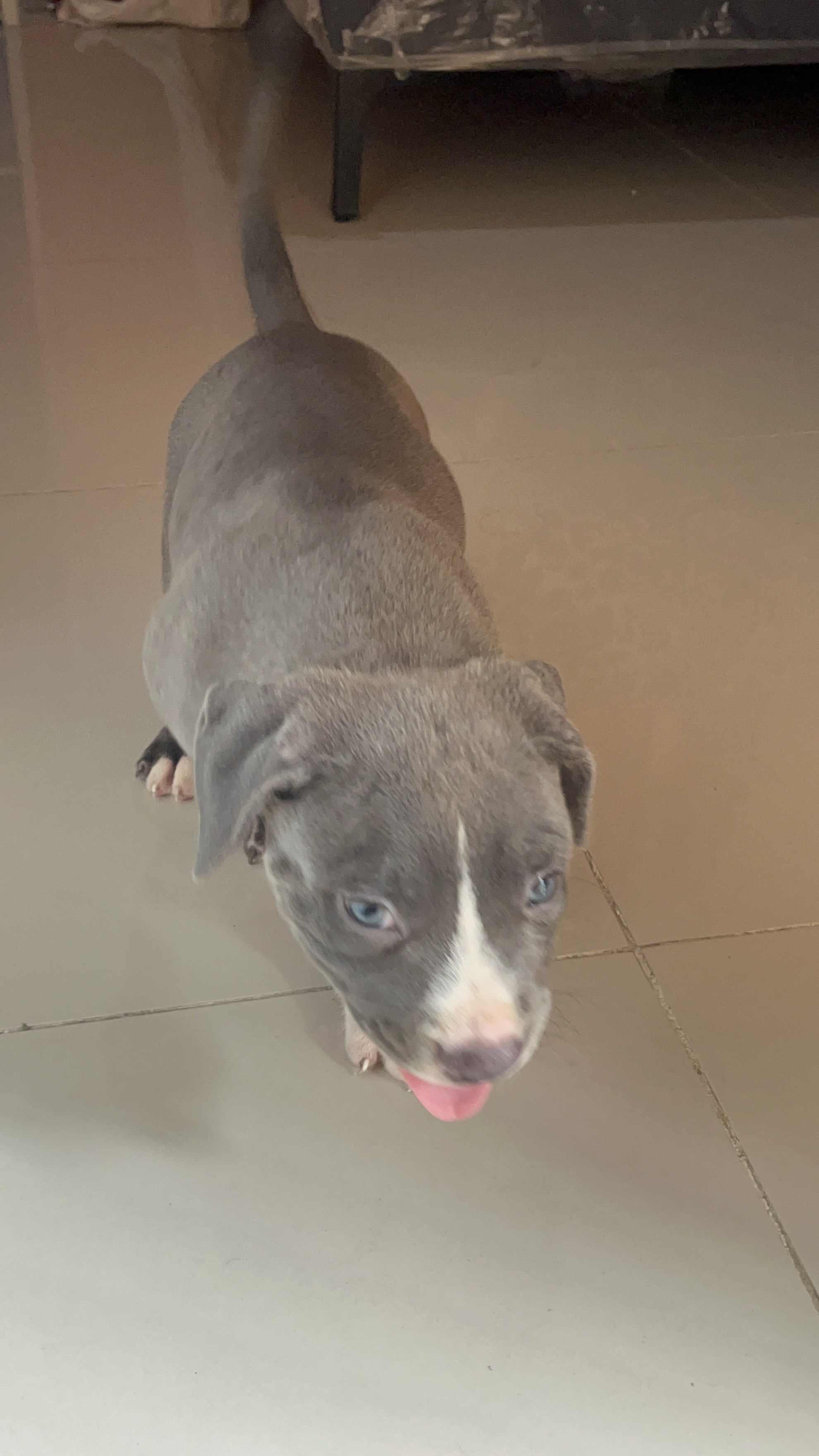 animales y mascotas - Pitbully blue, ambos sexos  1