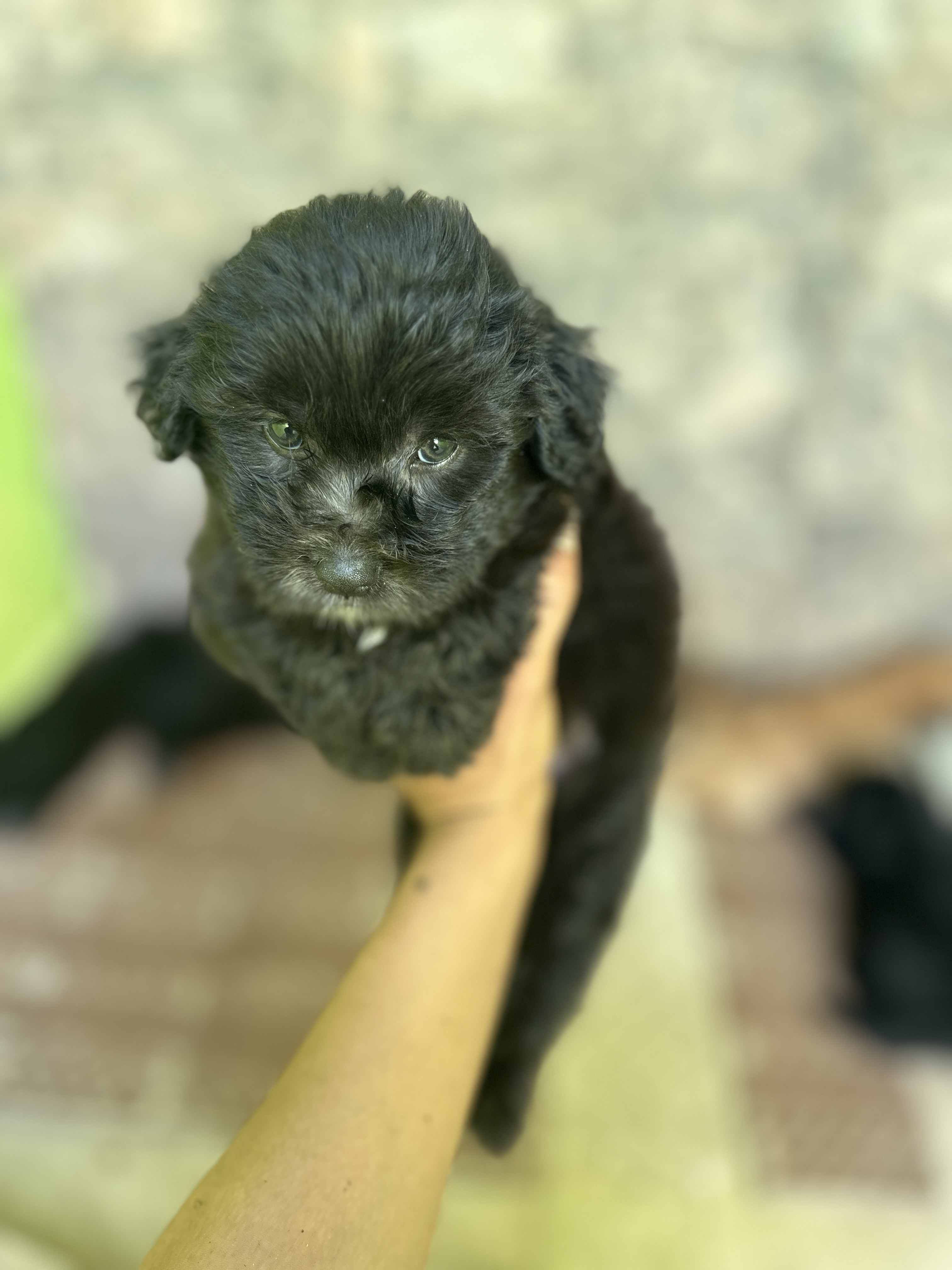 animales y mascotas - shih-poo   1