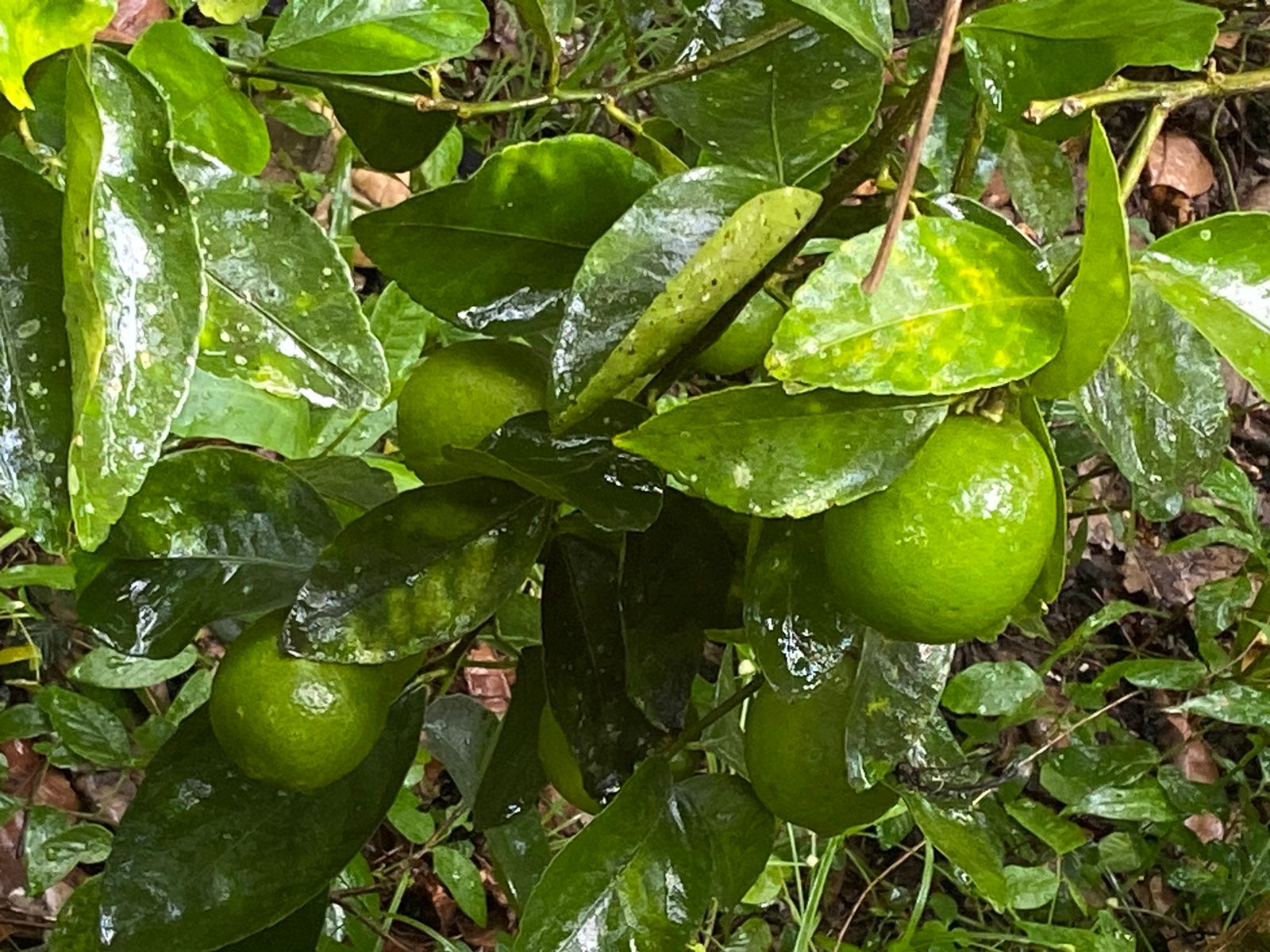 solares y terrenos - Hermosa Finca en Bayaguana. 7