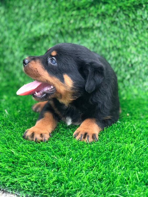 animales y mascotas - Cachorros Rottweiler  2