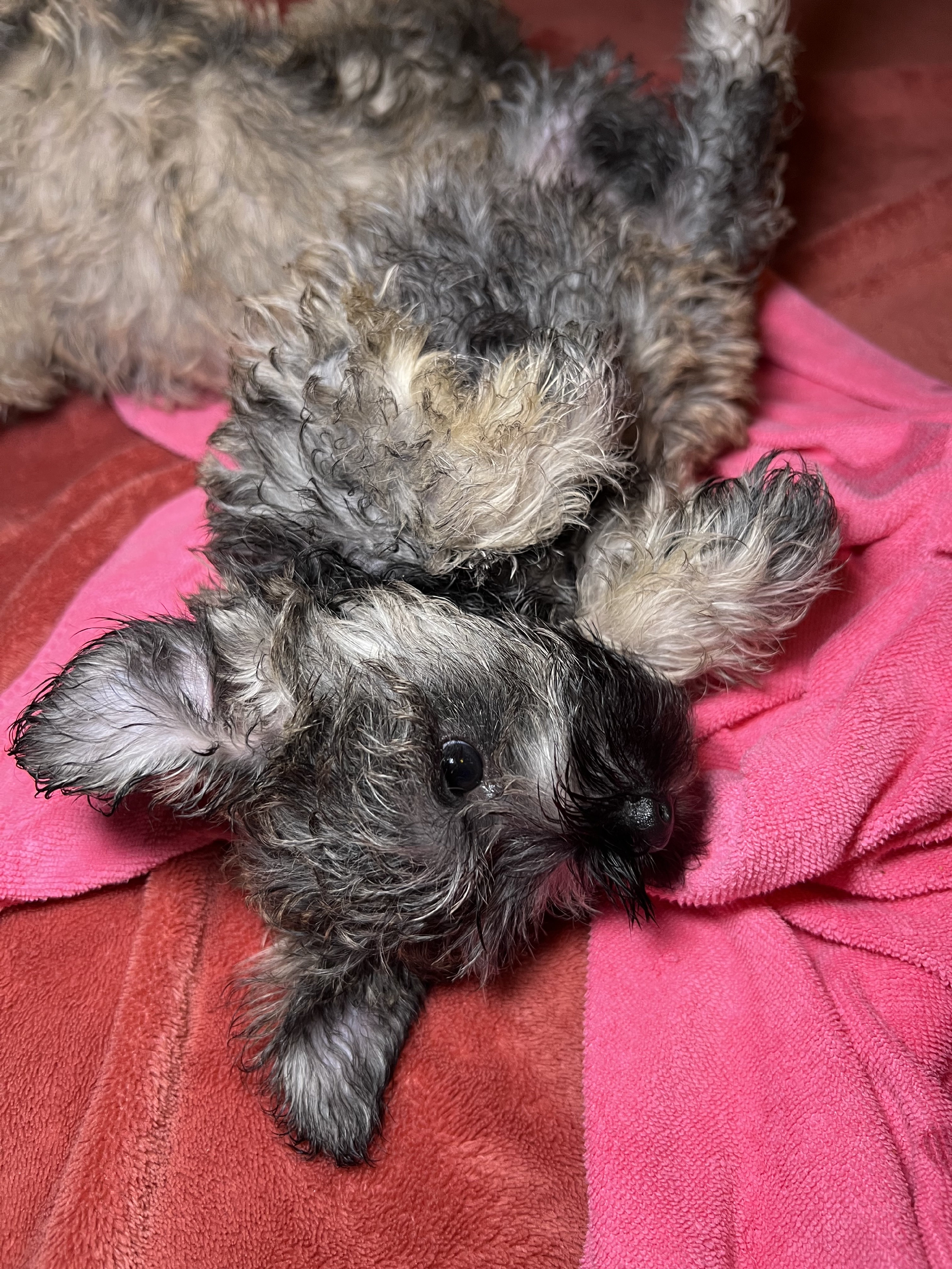 animales y mascotas - Hermosos Cachorros Mini Schnauzer!🐶 3