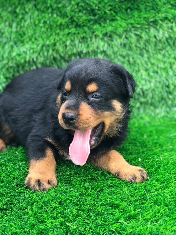 animales y mascotas - Cachorros Rottweiler  3