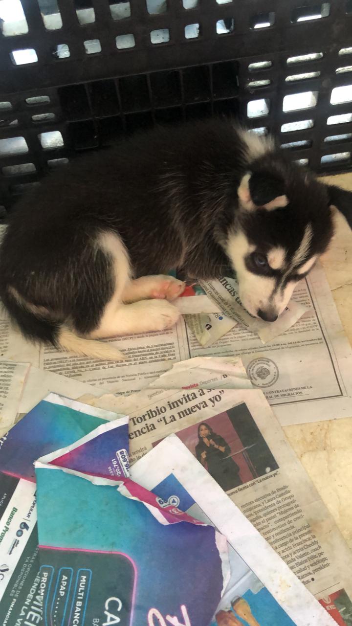 animales y mascotas - Huskys en venta 5