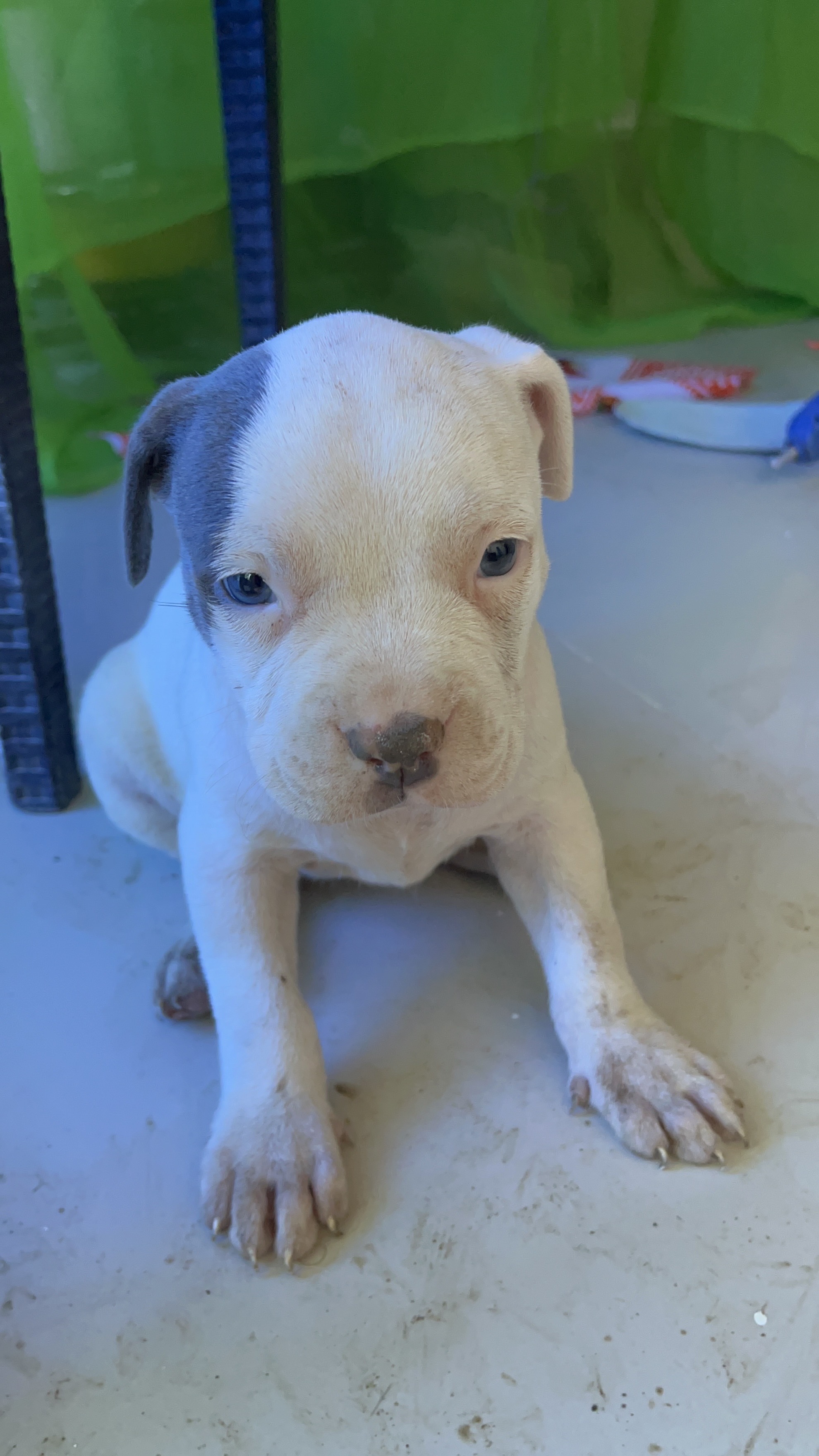 animales y mascotas - Pitbully blue, ambos sexos  3