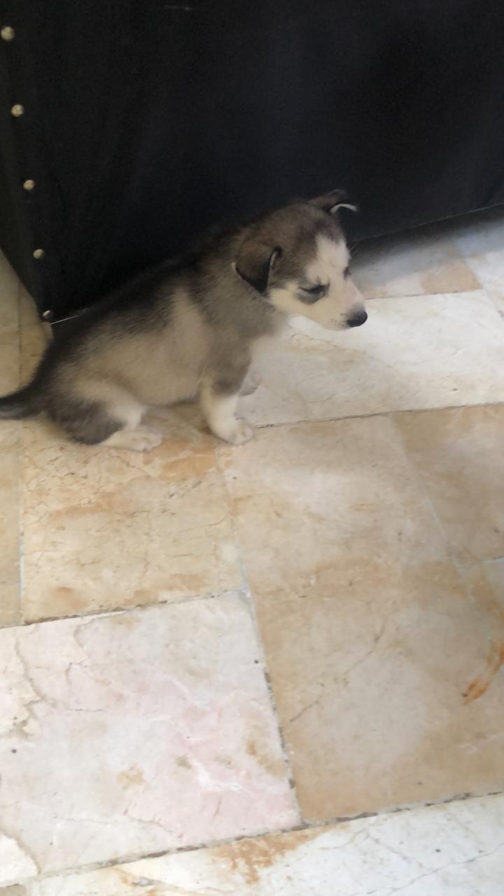 animales y mascotas - Huskys en venta 6