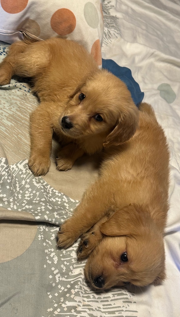 animales y mascotas - CACHORROS GOLDEN RETRIEVER 