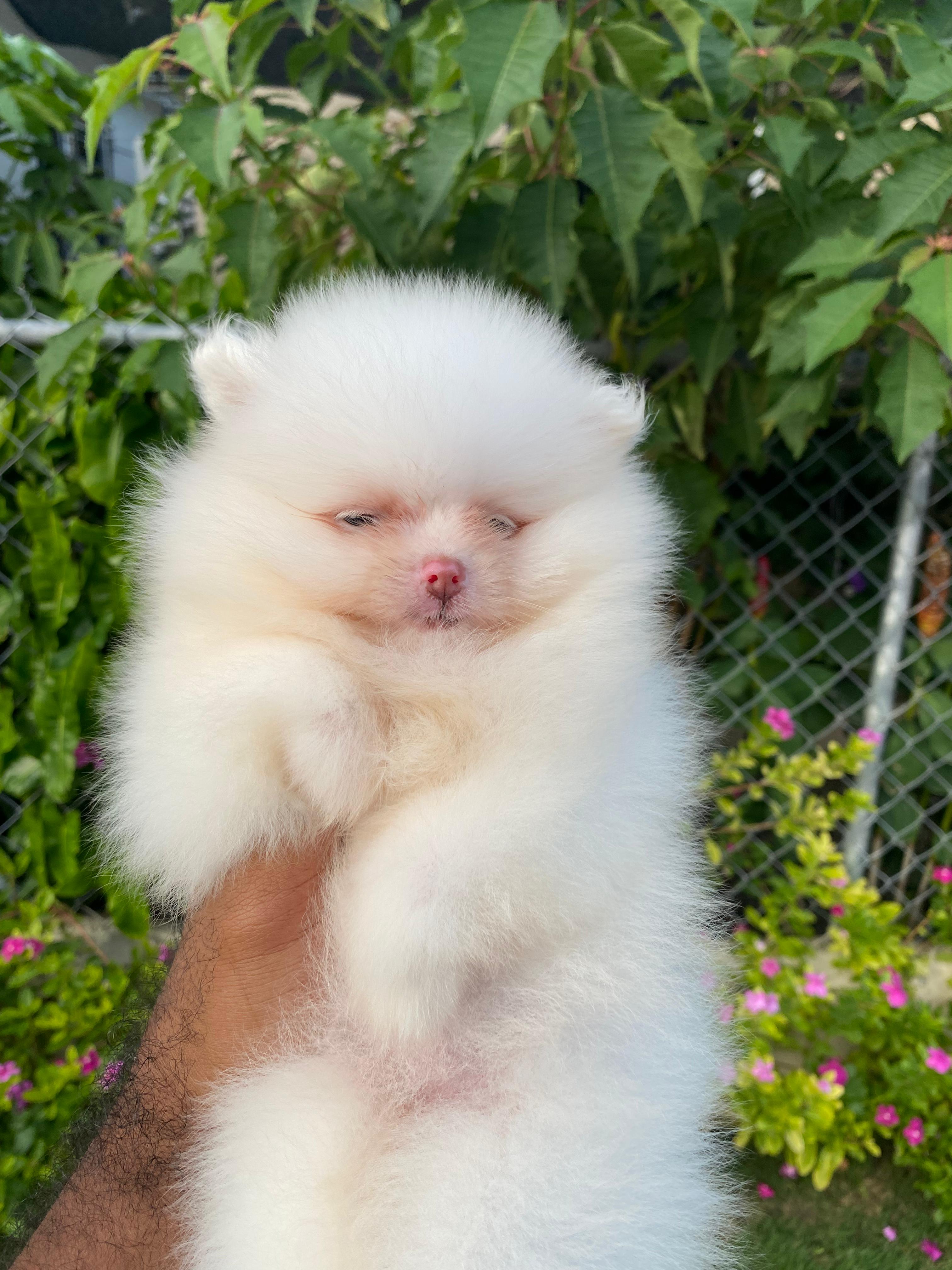 animales y mascotas - Pomerania Hembra