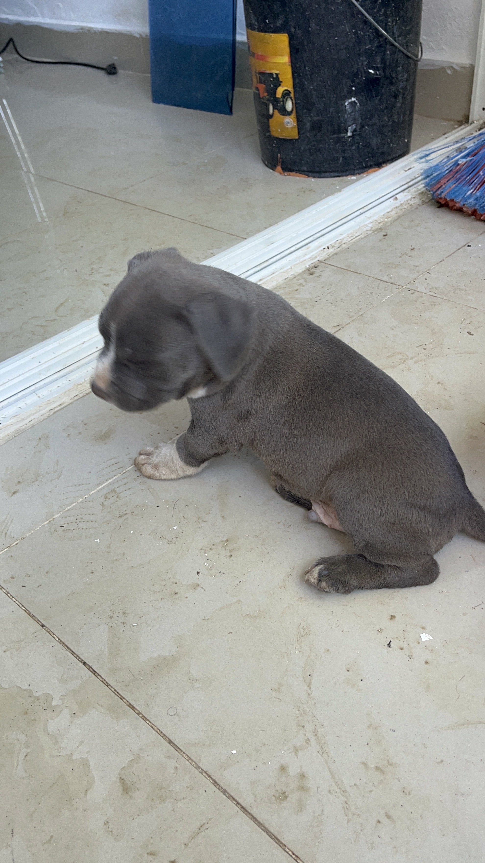 animales y mascotas - Pitbully blue, ambos sexos  4