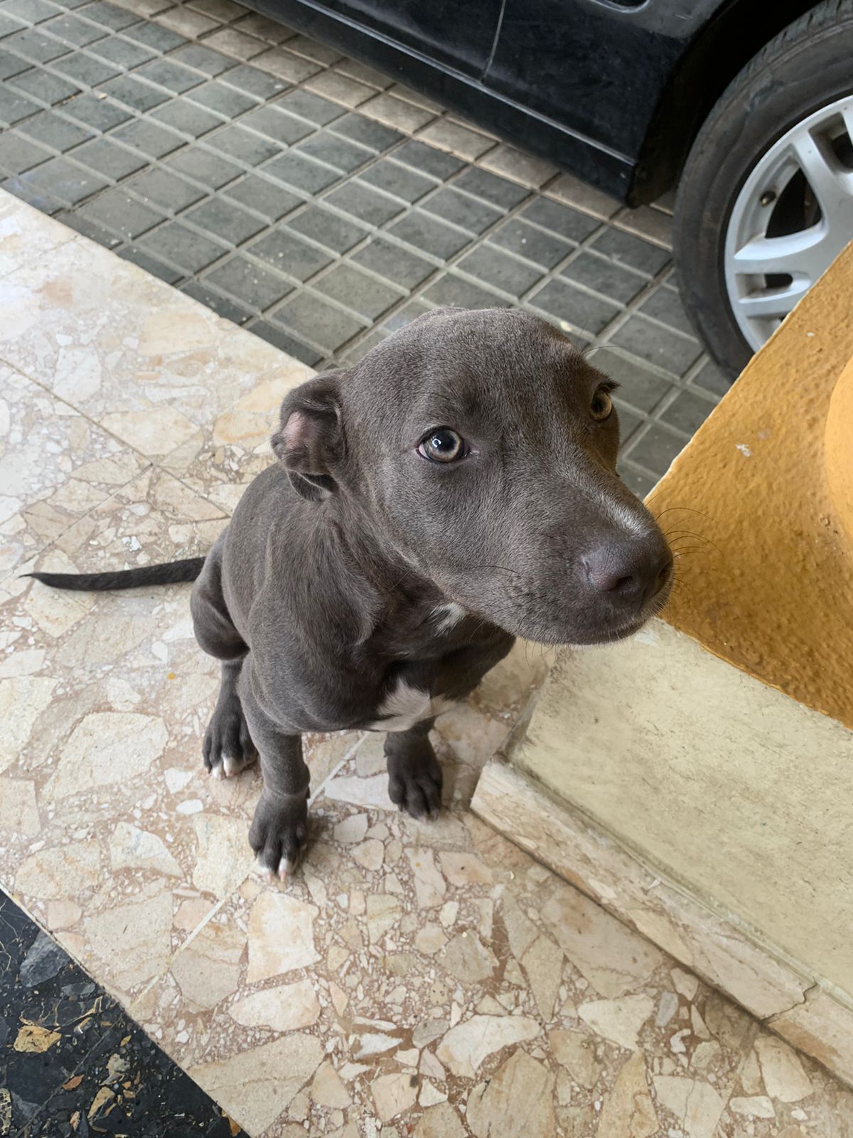 animales y mascotas - Pitbull blue macho  2