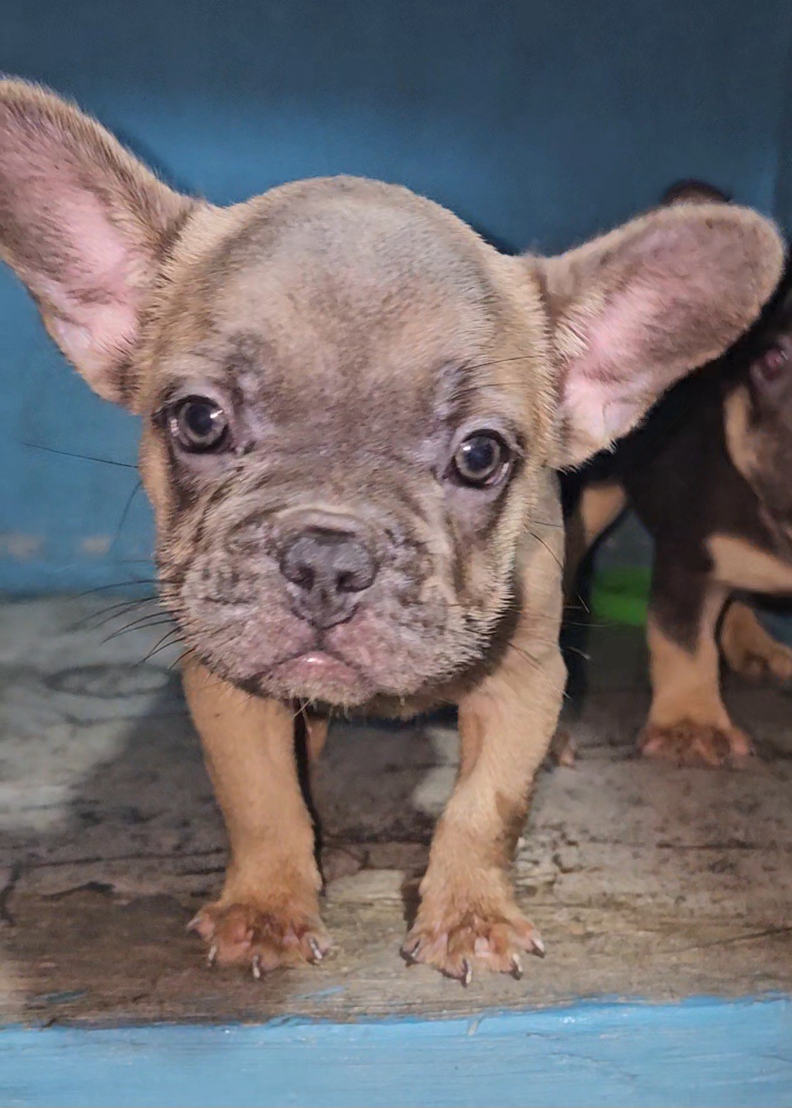 animales y mascotas - Bulldog frances cachorros