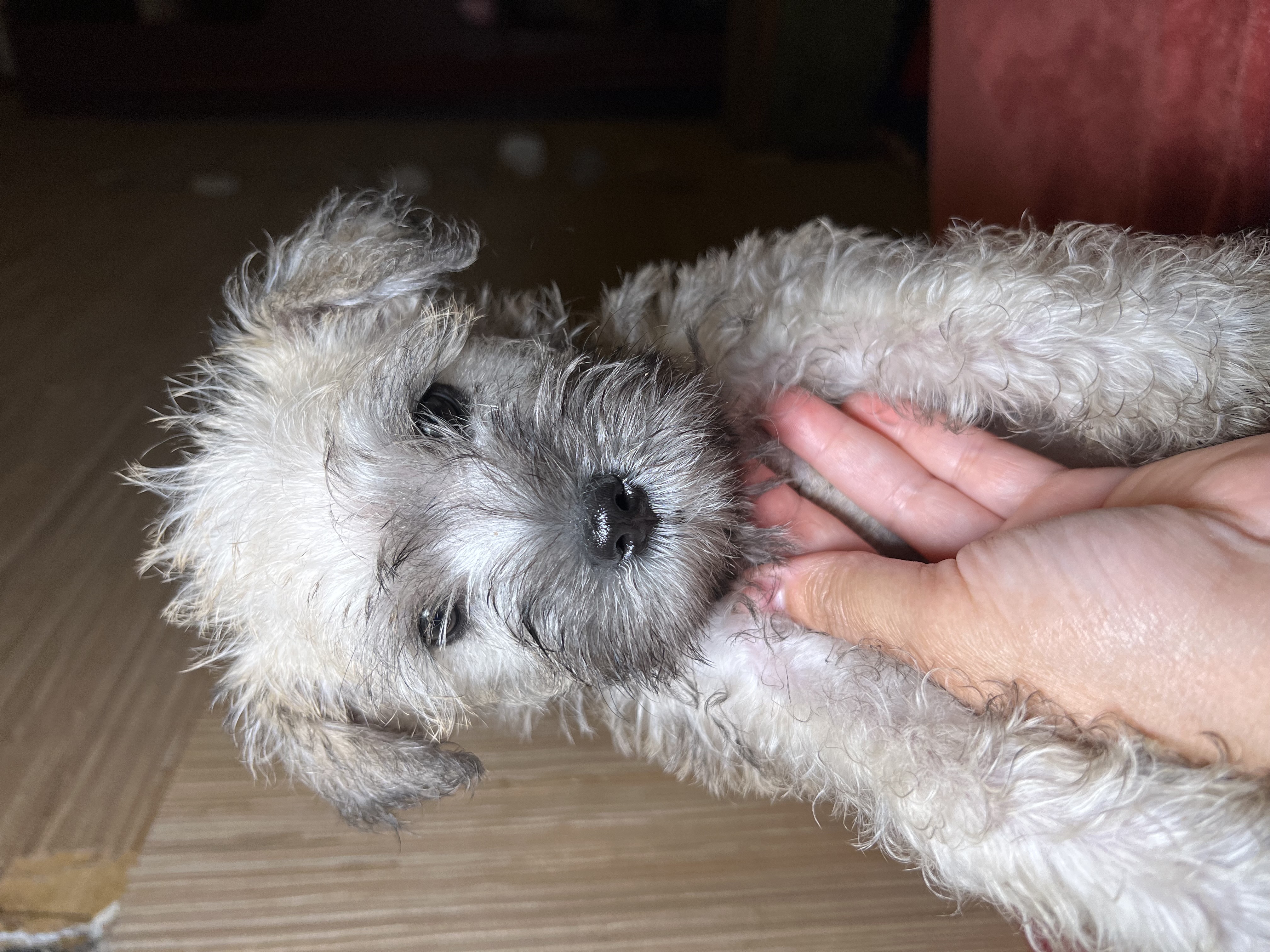 animales y mascotas - Hermosos Cachorros Mini Schnauzer!🐶 6