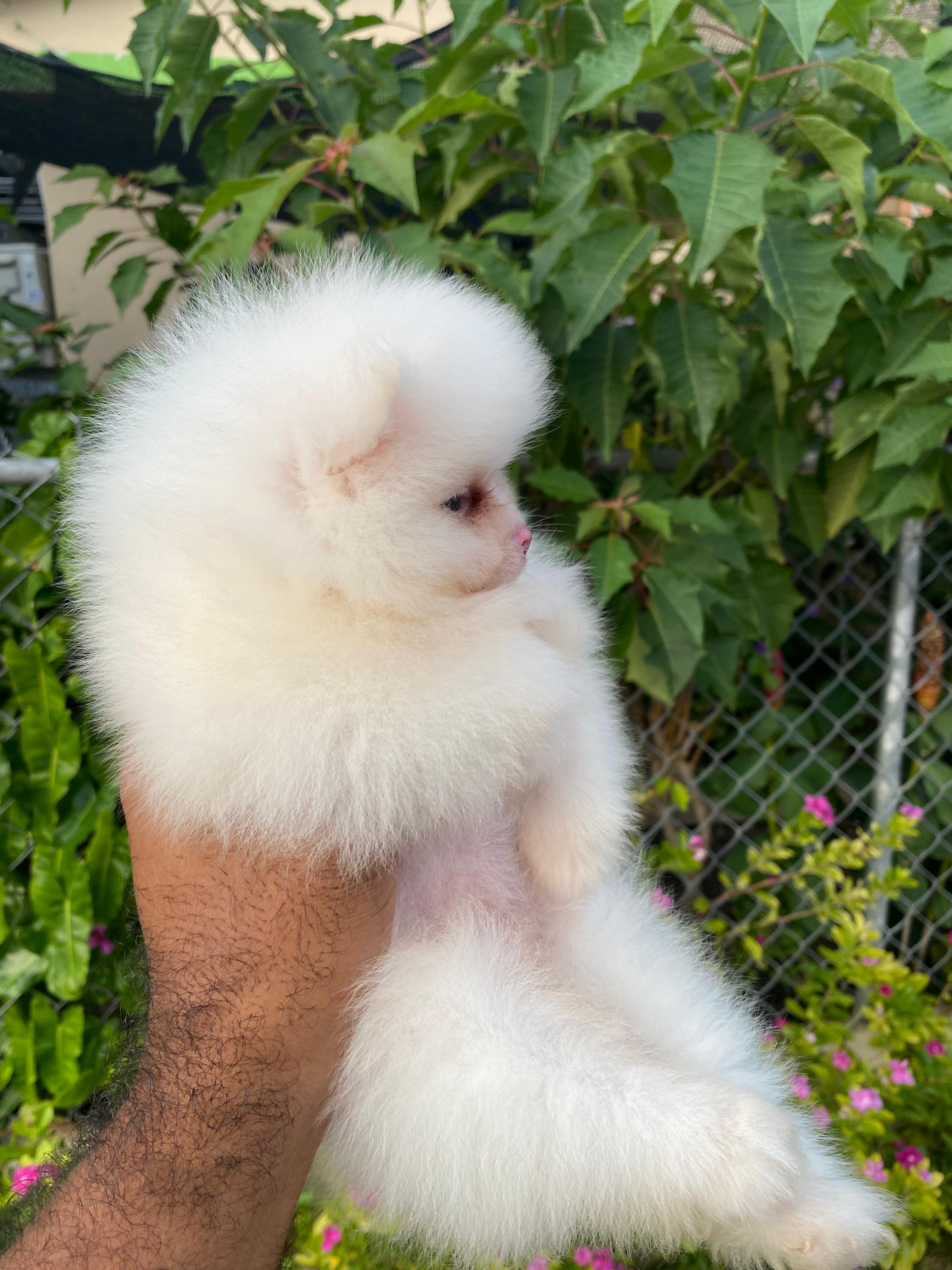 animales y mascotas - Pomerania Hembra 1