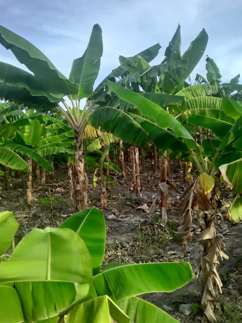 solares y terrenos - Finca de AZUA  0