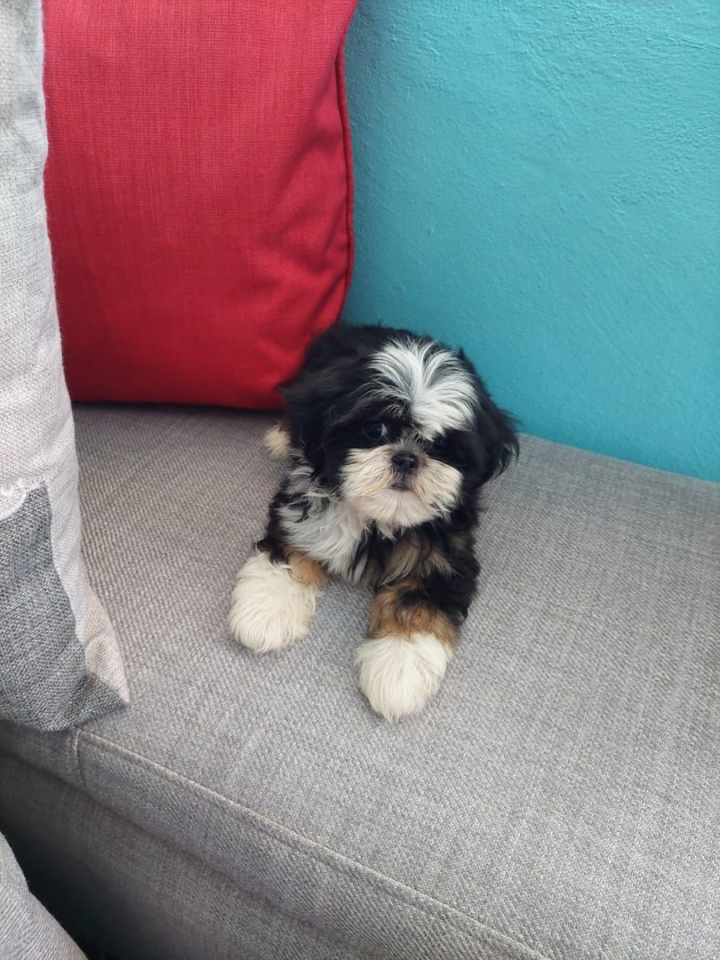 Corotos | OFERTA CACHORRO SHIH TZU AMBOS SEXO EN SANTO DOMINGO CON TODO AL  DIA SE ENTREGA