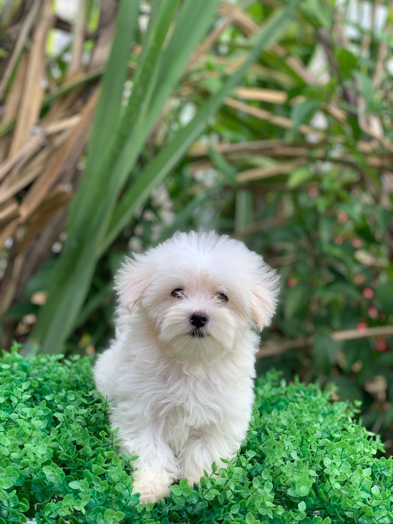 animales y mascotas - preciosos bichon maltes machos y hembras 7