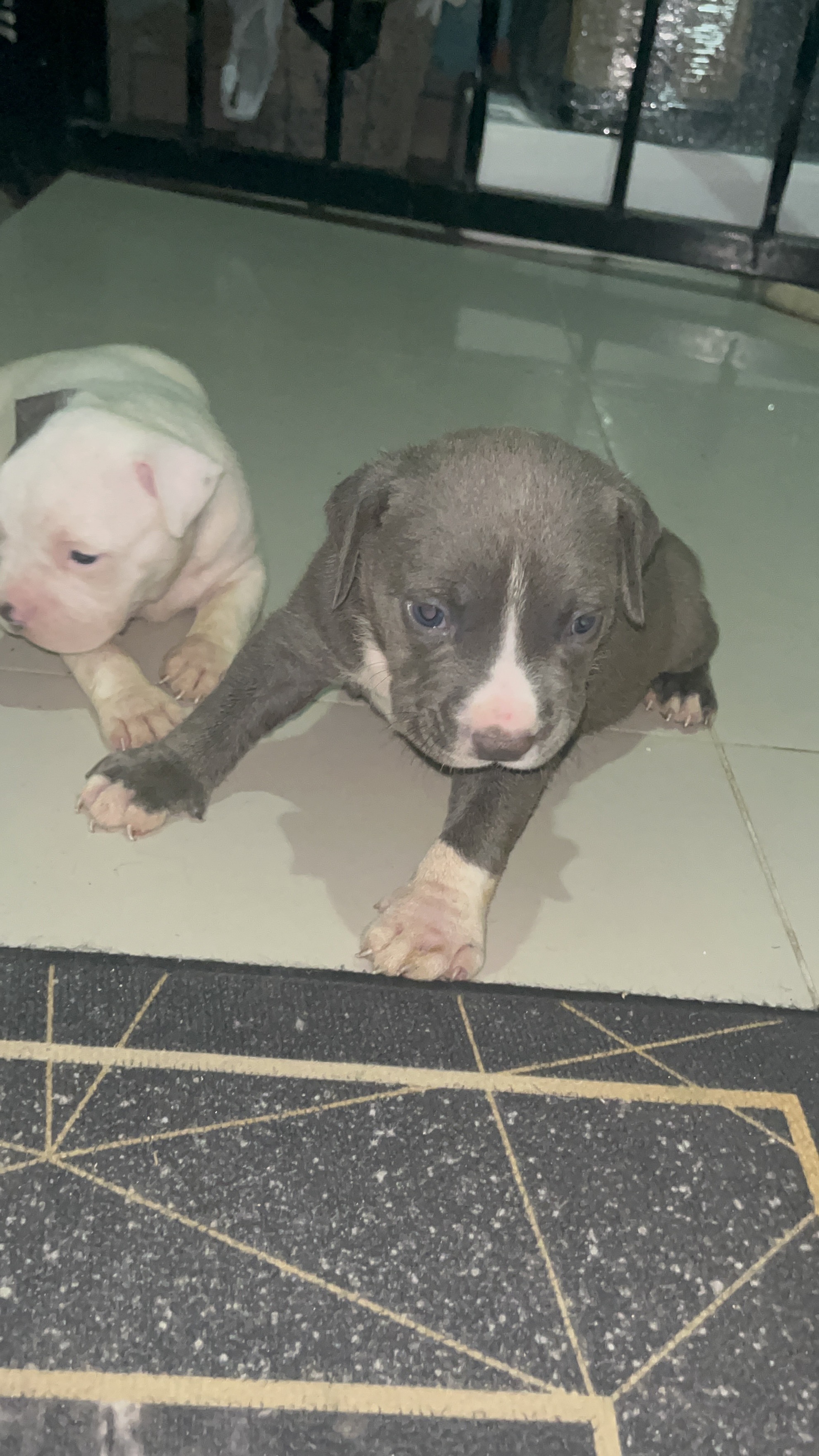 animales y mascotas - Pitbully blue, ambos sexos  9