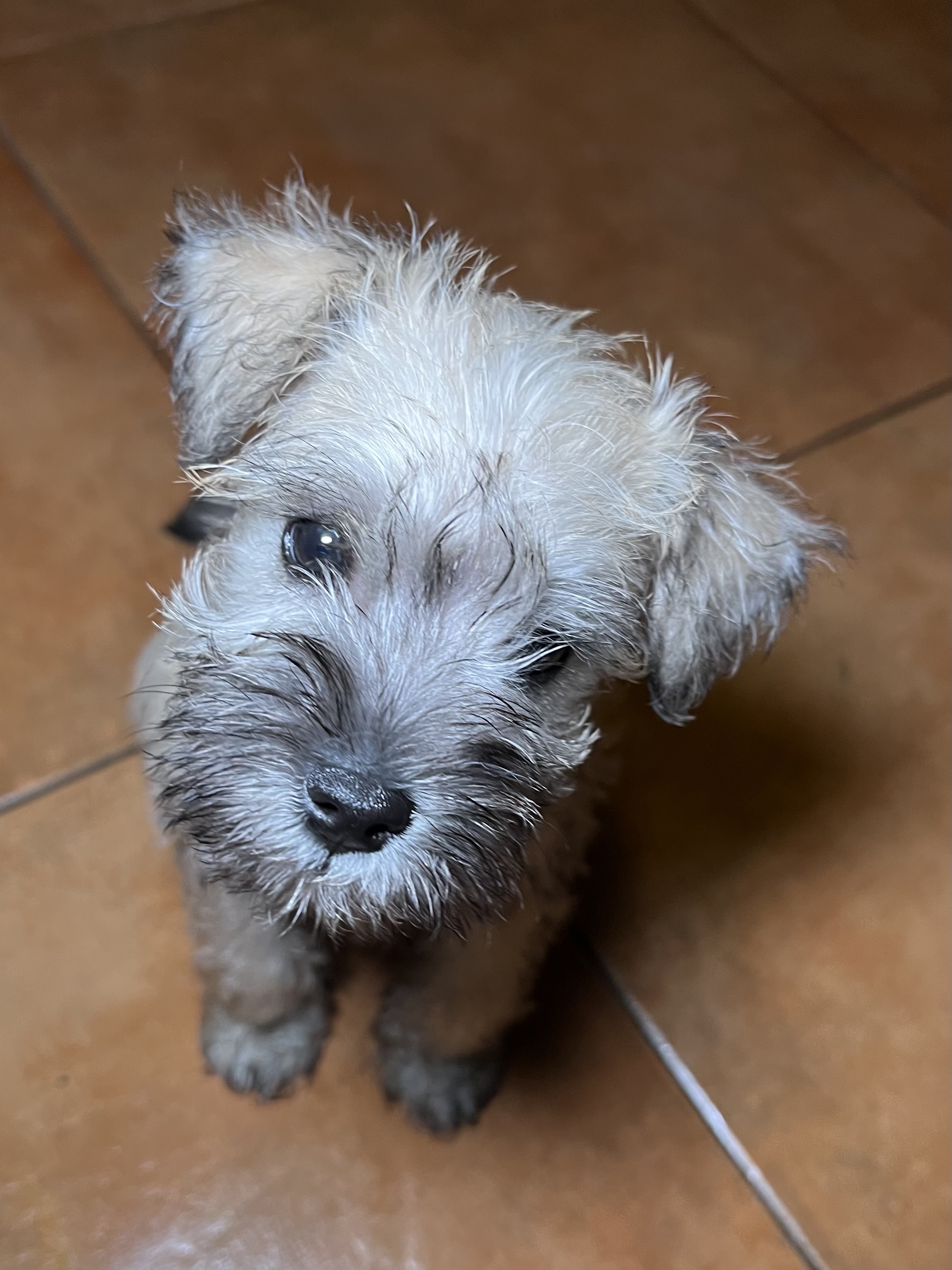 animales y mascotas - Hermosos Cachorros Mini Schnauzer!🐶 7