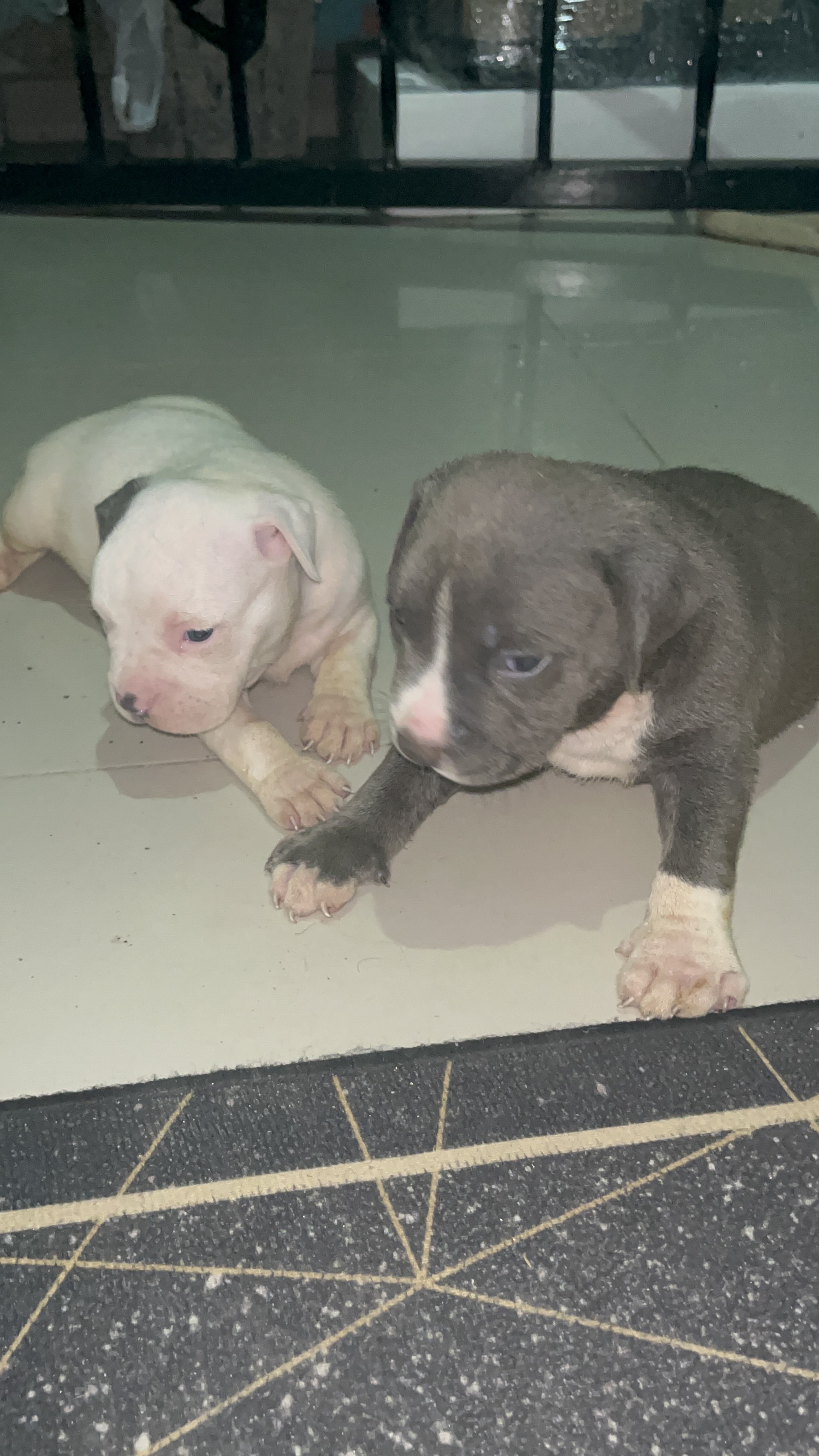 animales y mascotas - Pitbully blue, ambos sexos  7