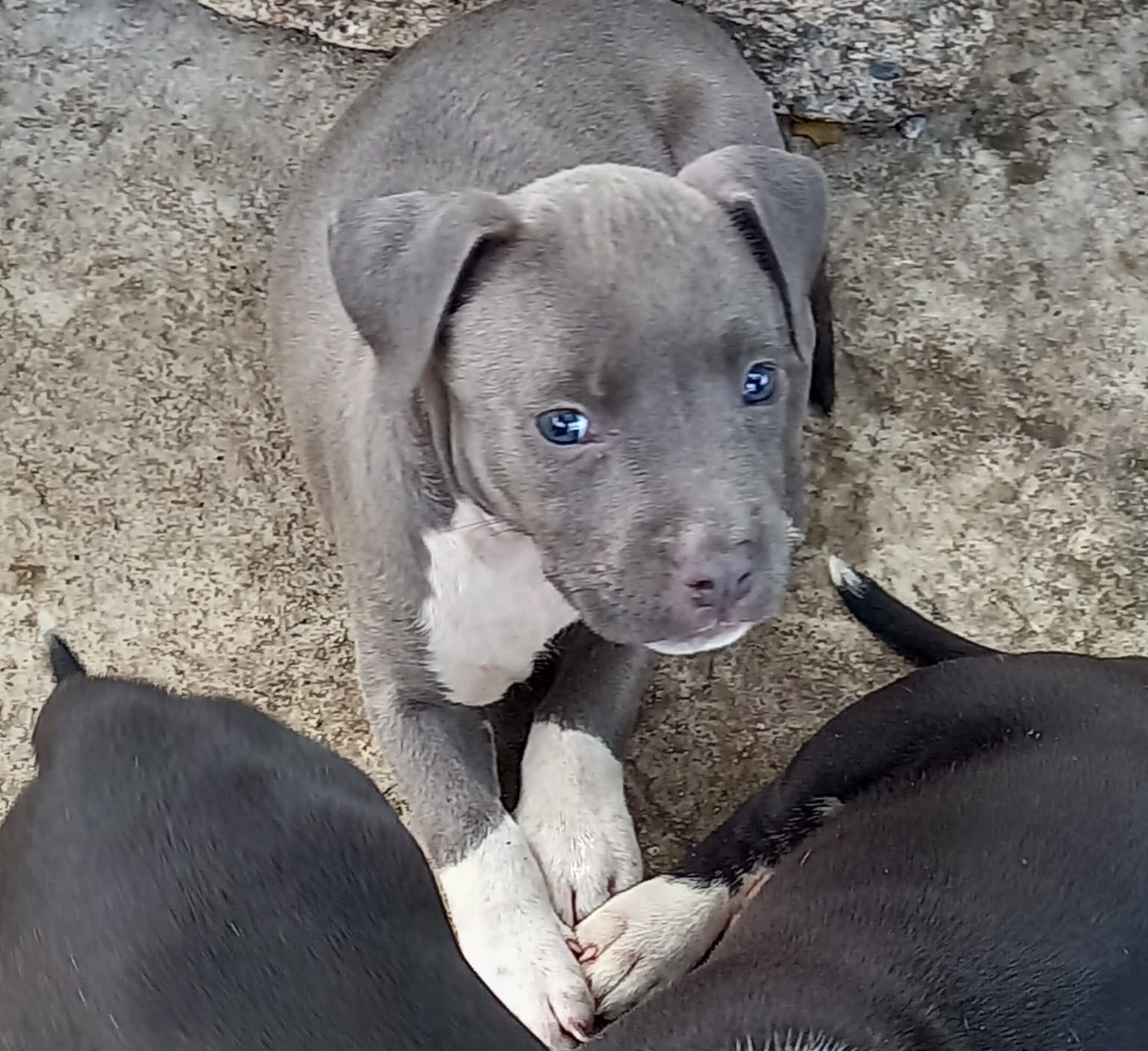 animales y mascotas - Cachorros American Staffordshire terrier 1