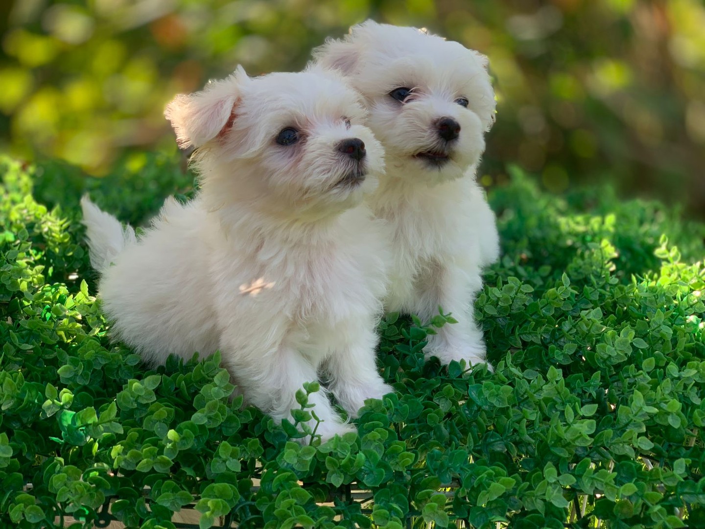 animales y mascotas - preciosos bichon maltes machos y hembras 6